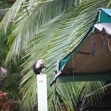 Rafiki Beach Camp Matapalo  Eksteriør bilde